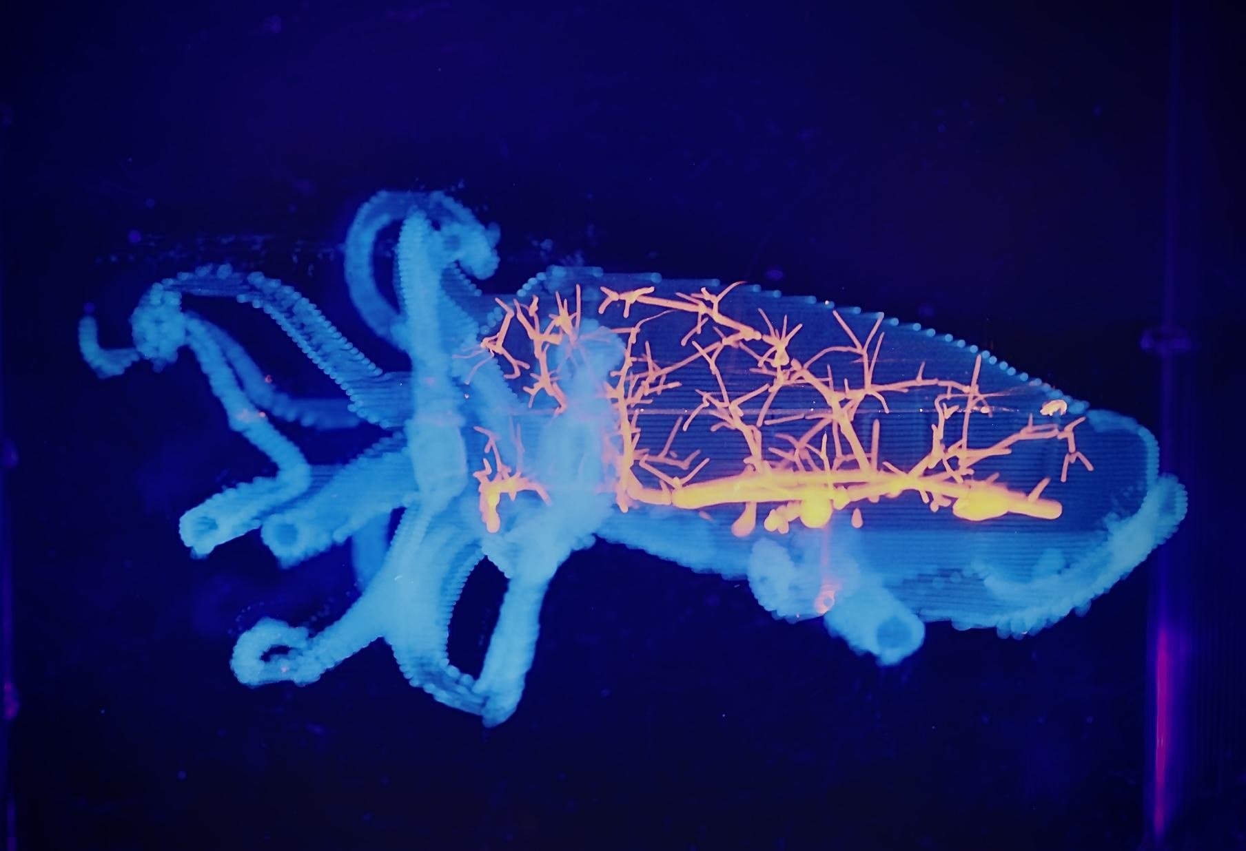 A cuttlefish form printed in pale blue gel, with orange branching networks running through its body, glowing in a dark tank.