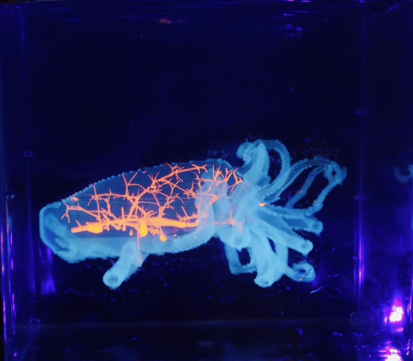 The cuttlefish print seen from the other side through the walls of its tank, under violet light.