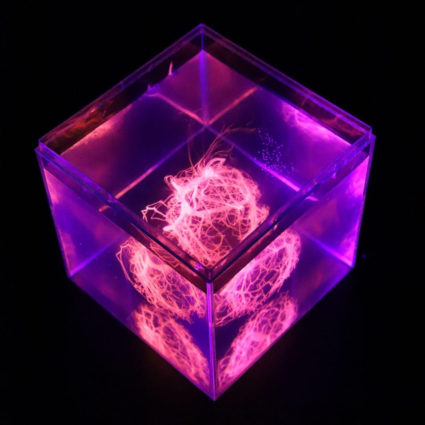 A cube glowing violet and pink seen from above, with a tangled spherical network inside.