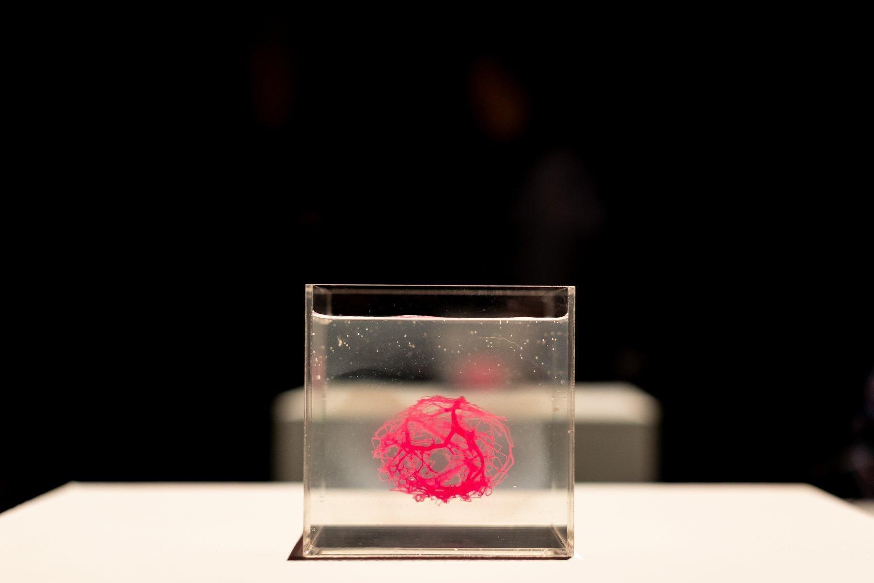 A small clear cube holding a pink vessel network on a white plinth, lit against a dark room.
