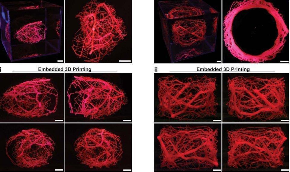 A grid of images of red vascular networks that self-assembled from printed ellipsoid, ring, and box shapes.