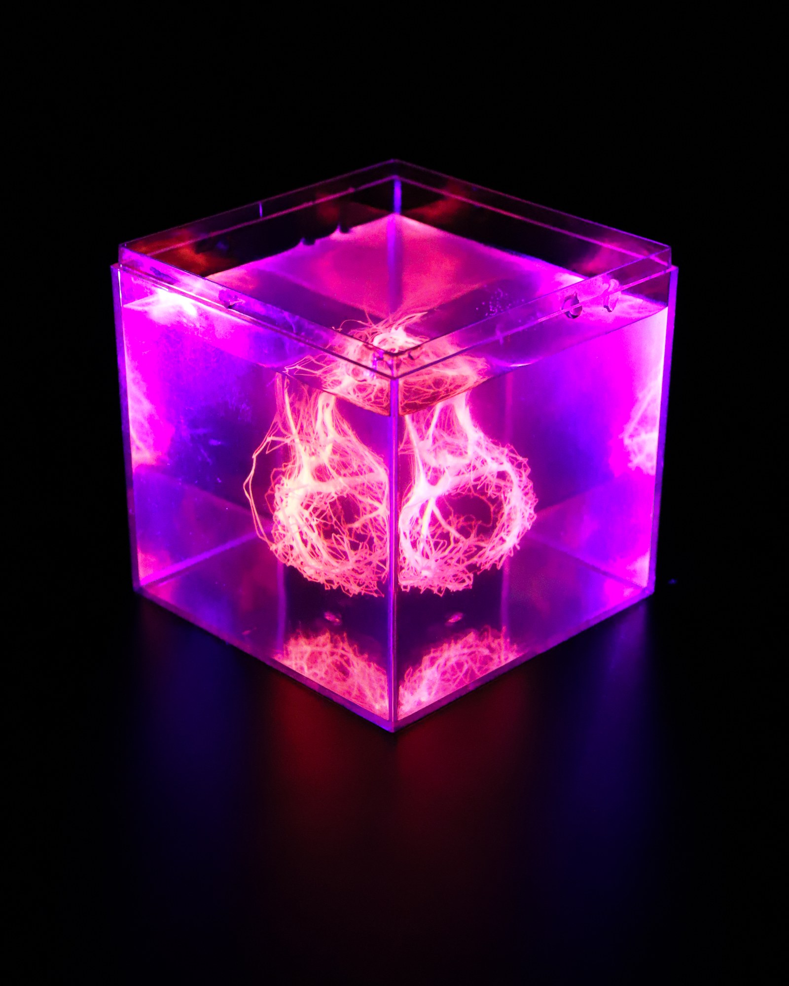 A clear cube glowing magenta under ultraviolet light, a pale two-lobed network inside.