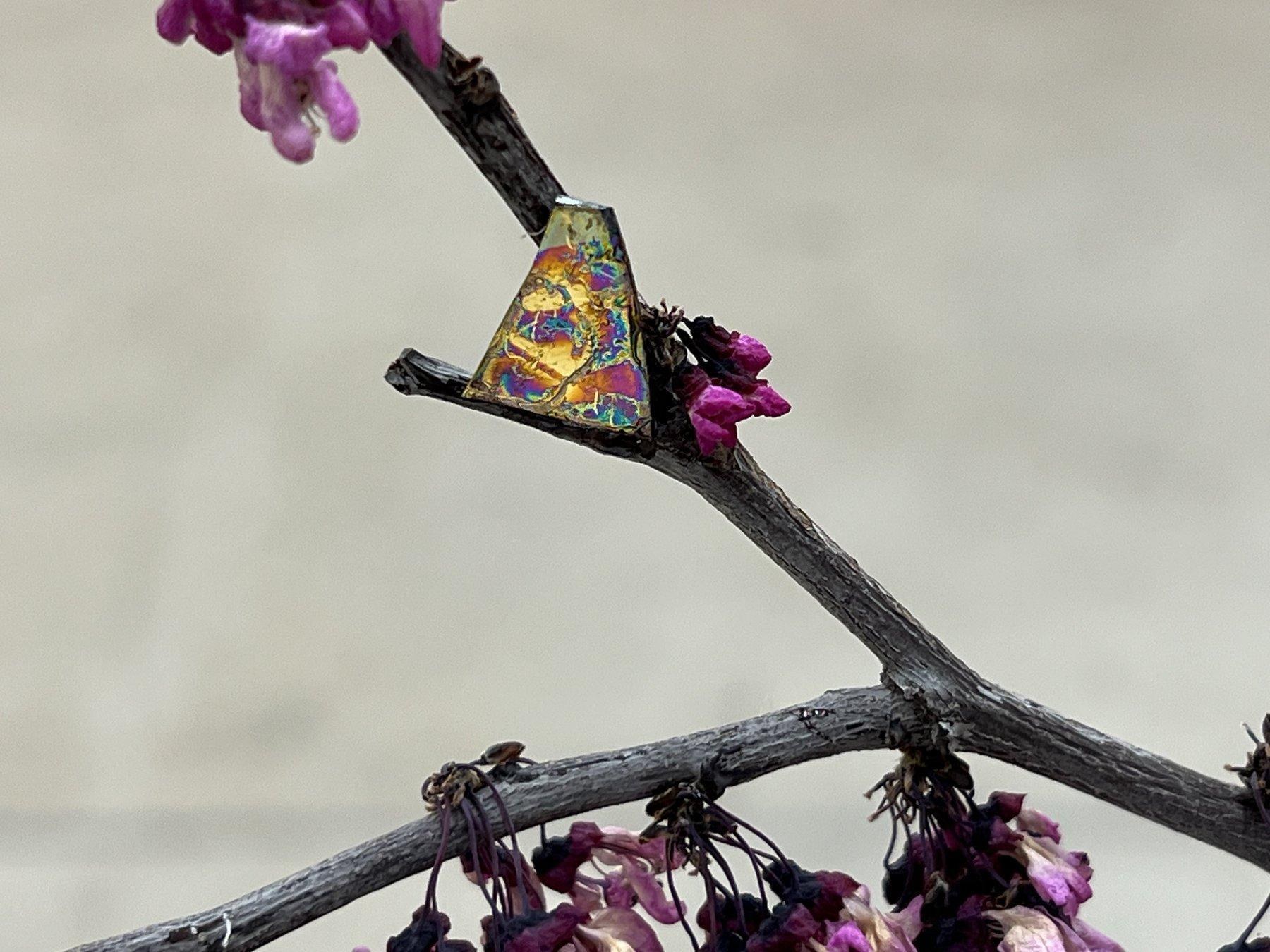 Close-up of a dark branch with magenta blossoms and a small triangular film shimmering gold, pink, and green.